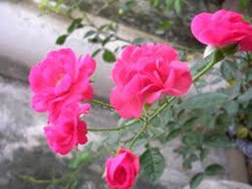 Hình hoa hồng đẹp nhất thế giới	